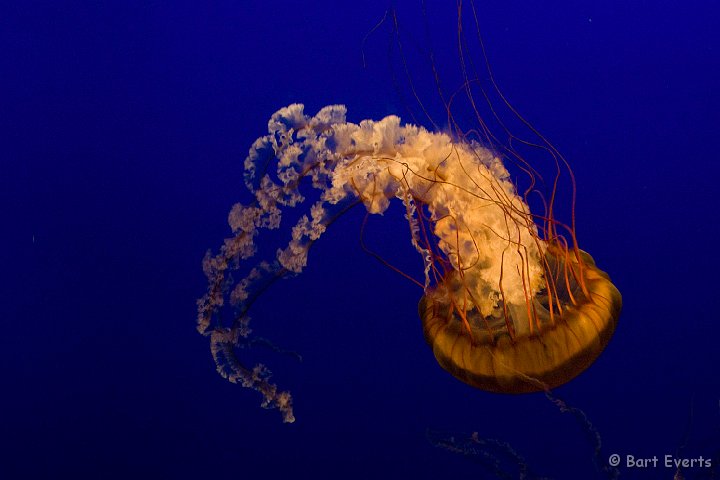 DSC_6917.jpg - The Vancouver Aquarium: Jellyfish